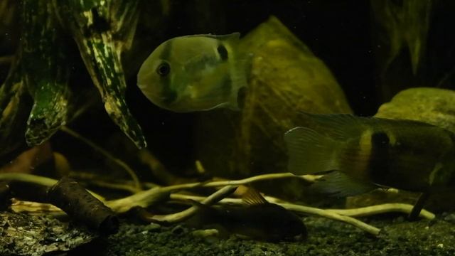 Akara Z Maroni / Cleithracara Maronii