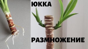 Юкка обрезка и размножение. Часть 1.