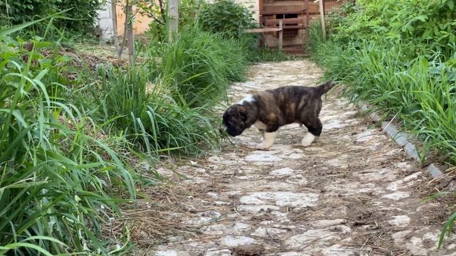 +79157787787.Кобель тигрово-белый от Фаера и Байры.23.04.23 д.р.БУЛЬДОЗЕР,ТОПАЗ линии САО/алабай.РК смотреть онлайн