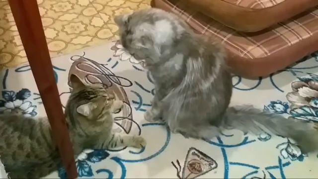 ?Кошка нападает на кота!!!? смотреть онлайн