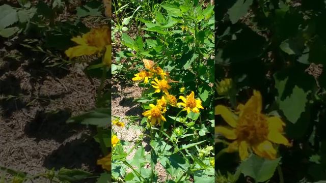 Cowpen Daisy Verbesina encelioides смотреть онлайн