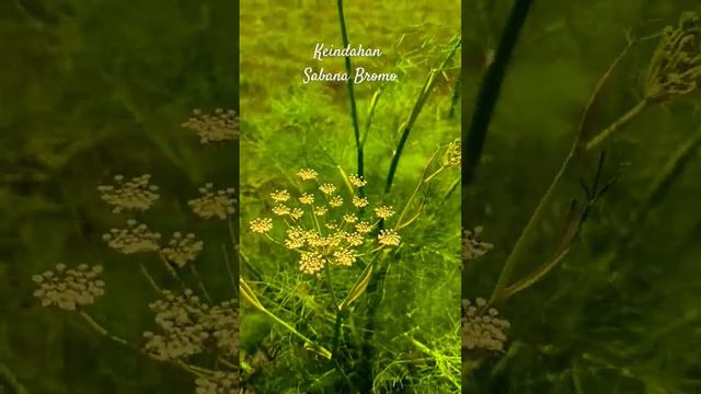 KEINDAHAN SABANA BROMO смотреть онлайн