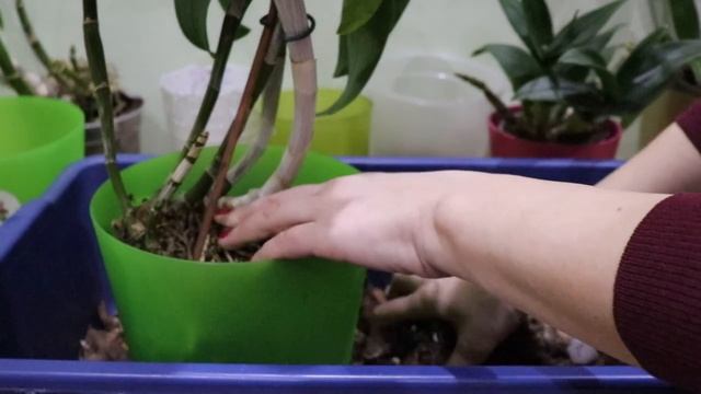 Дендробиум фаленопсис. Дендрофаленопсис. Все об уходе и цветении. смотреть онлайн