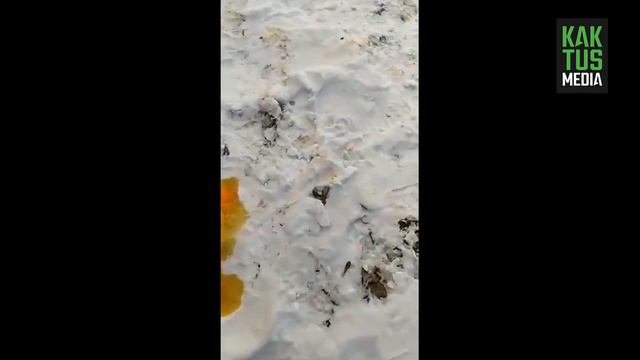 Источник: Запах газа в центре Бишкека возник из-за завода по производству масел смотреть онлайн