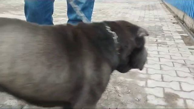 шарпей из Донецка