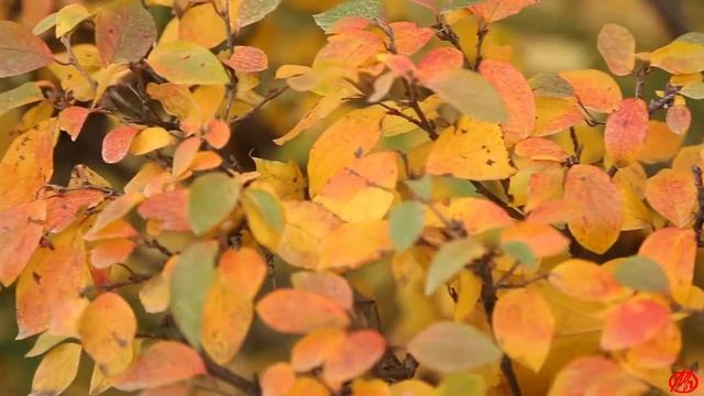 Московские зарисовки. Гостиный двор, Ильинка, Варварка смотреть онлайн