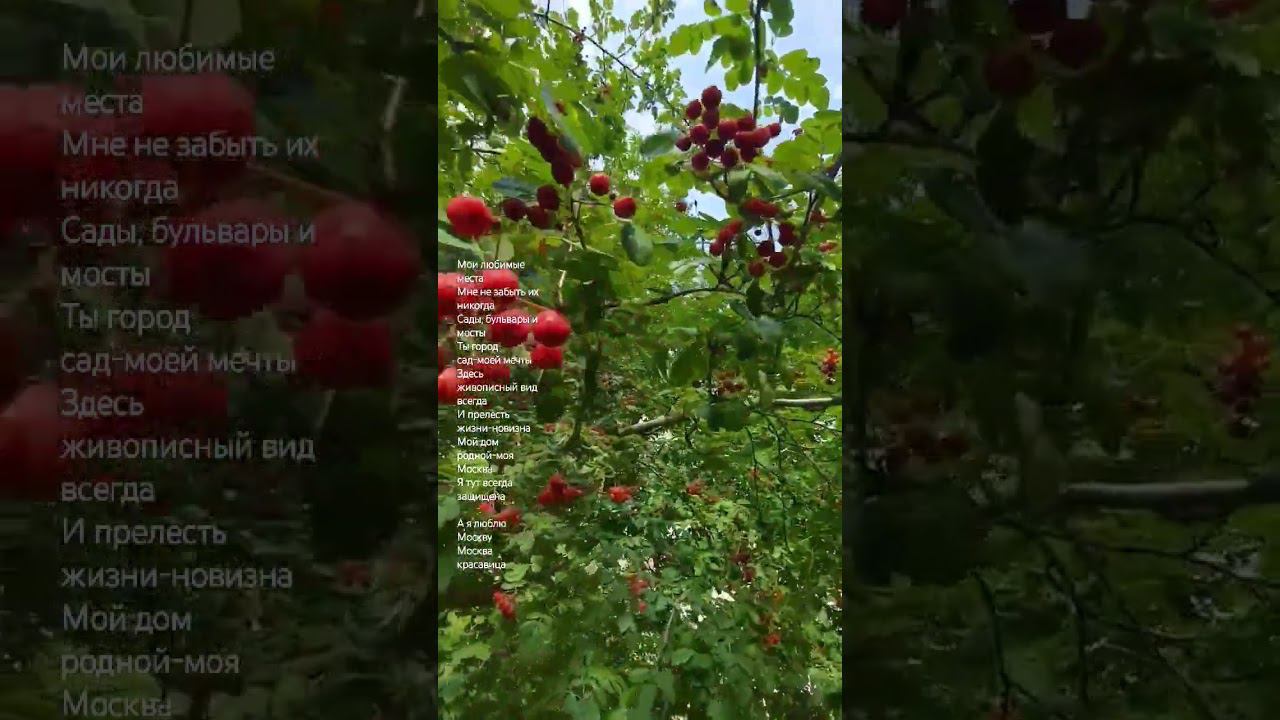 Доброе утро Москва! #ЛюблюМоскву #love #shorts #светланаклимовабабичева смотреть онлайн