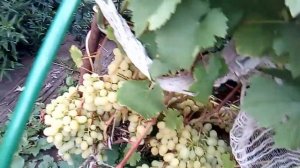 Виноград Сибири Хорошие сорта проверенно  Grapes in the country in Siberia моя дача