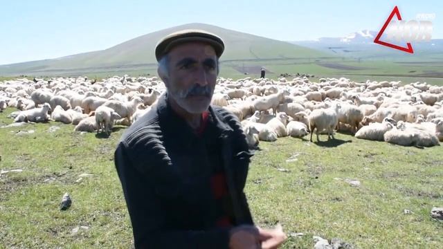 Маршрут перегона овец создают проблемы для жителей села Ахали Хулгумо смотреть онлайн