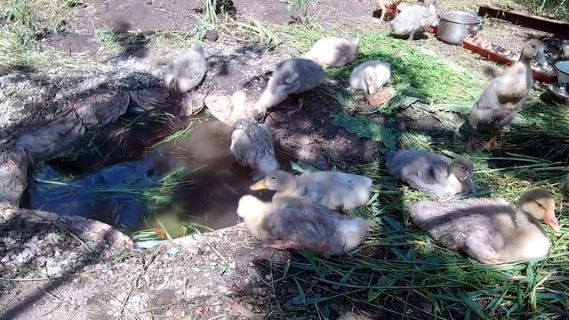 Выращивание гусей Датский Легарт