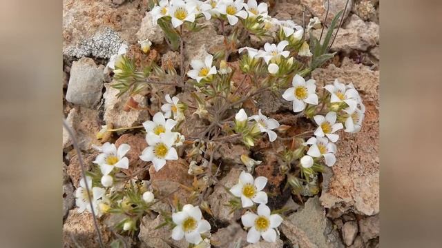 ЛИНАНТУС (LINANTHUS)