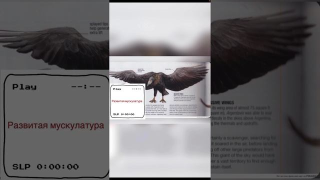 Немного о науке! Аргентавис!