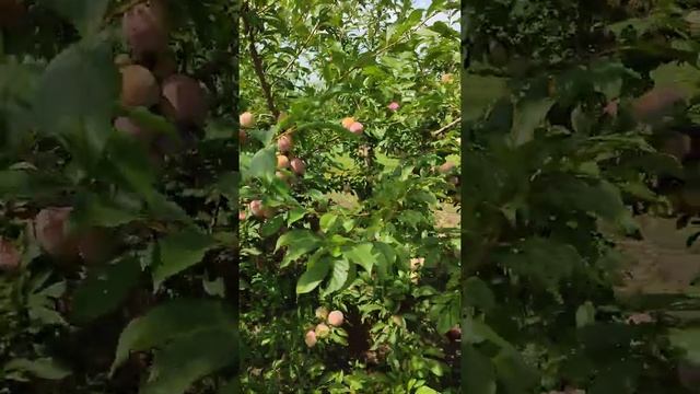 Оцарк премьер, урожай сливы 2021 год. смотреть онлайн