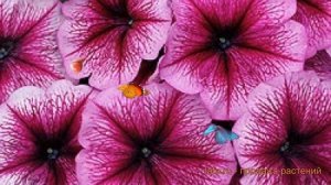 Петуния мультифлора Мамбо Джи Пи Орхид Вейнед ? обзор: как сажать, семена петунии