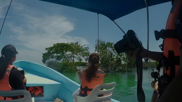 Punta Allen Sian Ka'an - Dolphins, Turtles and Crocodiles in Mexico's Sian Ka'an смотреть онлайн