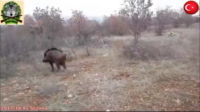 Приколы и выстрелы на охоте смотреть онлайн