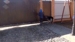 ВЛОГ НЕМЕЦКАЯ ОВЧАРКА/ МОЯ ЛЮБИМАЯ  СОБАКА
