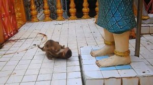 A group of monkeys try to catch Saro boy not to meet Sarika mother Saro is now hungry for milk