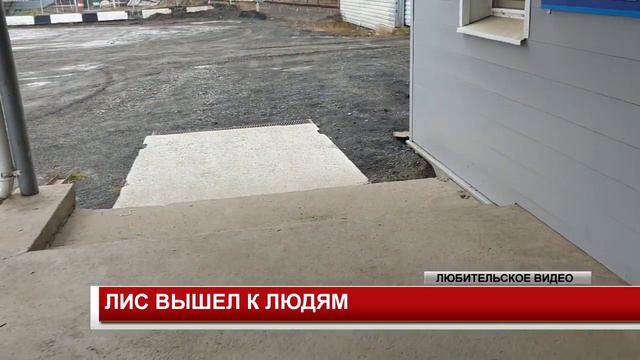ЛИС ВЫШЕЛ К ЛЮДЯМ смотреть онлайн