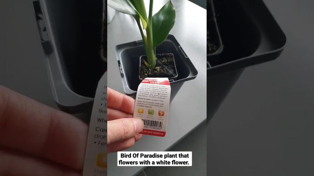 Bird of Paradise Plant with White Flower #houseplant смотреть онлайн