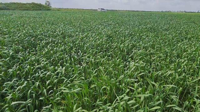 Оз.пшеница. Работа гербицида " Паллас" смотреть онлайн