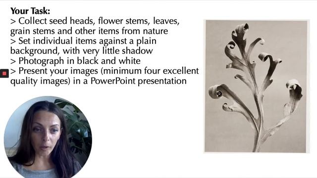 Photography A Sense of Place, Nature, Karl Blossfeldt смотреть онлайн