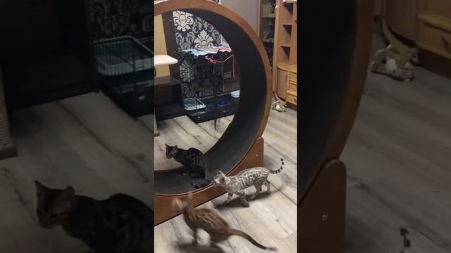 Игры бенгалов.Продажа бенгальских кошек.Питомник. смотреть онлайн