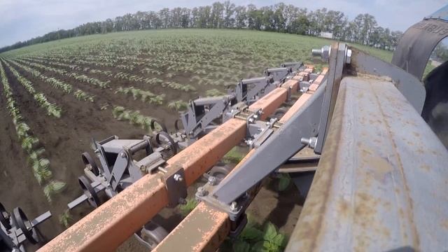 Междурядная культивация на подсолнечнике смотреть онлайн