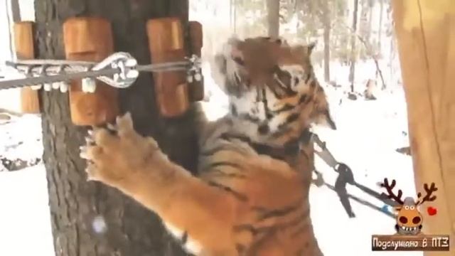 Рустам Матчанов - дрессировщик тигров смотреть онлайн