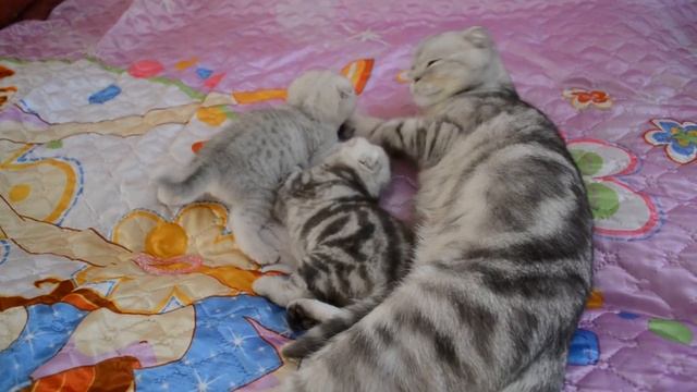 Наши плюшевые шотландские вислоухие котята. смотреть онлайн