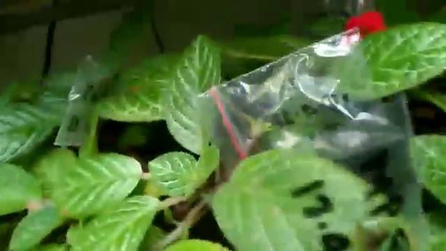 Episcia hybrid thai green tea смотреть онлайн