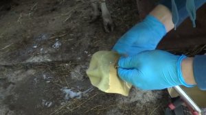 Магнитный зонд и металл в сетке у коровы. Magnetic probe and the metal mesh in the cow.