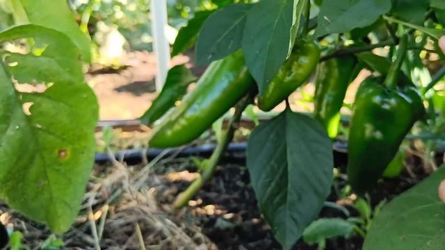 Обзор огорода 04.08.2022.Тюменская область смотреть онлайн