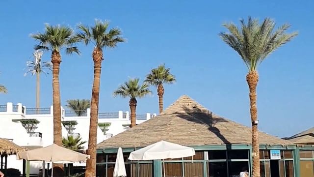 Отель Safir Sharm Waterfalls Resort 5*. Завтрак. Территория. Рыбки на затопленном понтоне. Египет. смотреть онлайн