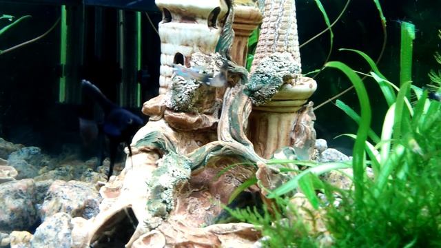 Мальки Чёрных Скалярий растут не по дням,а по часам) смотреть онлайн