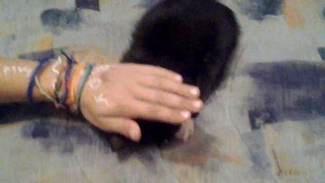 Как правильно гладить кота смотреть онлайн