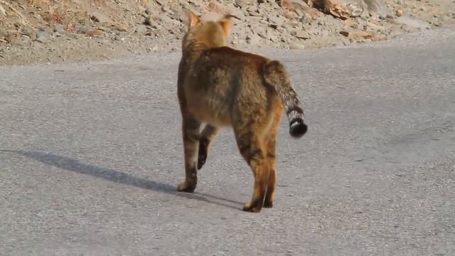 Jungle Cat vs Yellow-throated Martens rare video смотреть онлайн