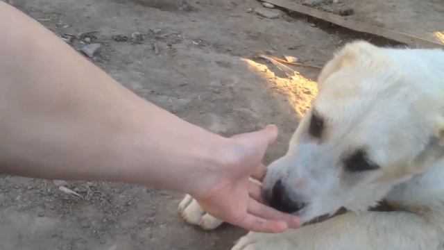 САО 4 МЕСЯЦА смотреть онлайн