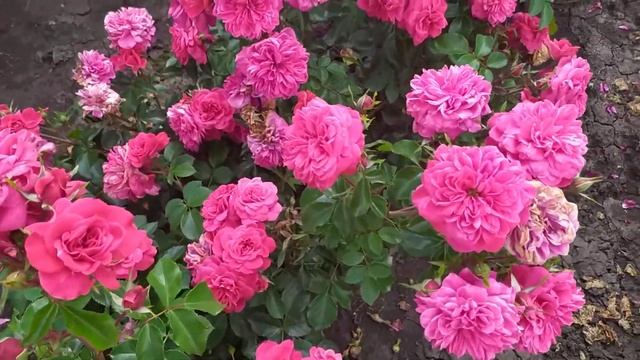 САНГРИЯ ШАРМАН (Sangria Sharman), Delbard Франция, 2005 г.  Флорибунда (Floribunda)