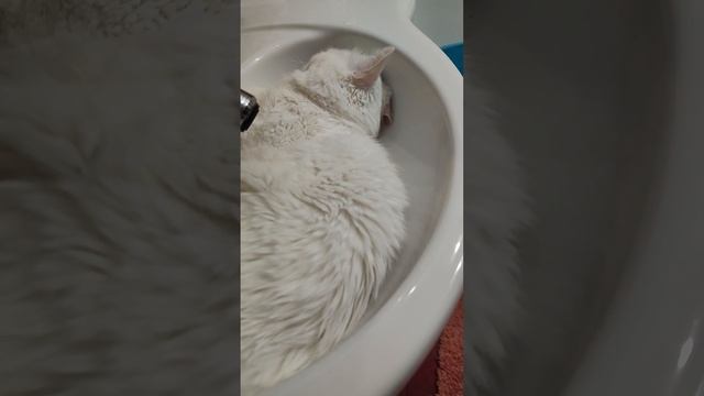 как спит глухой кот смотреть онлайн