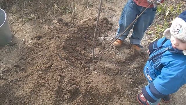 посадка дерева слива. смотреть онлайн