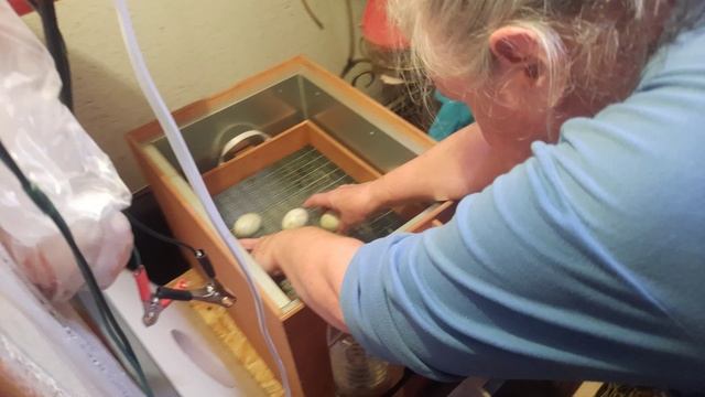 Могли остаться без цыплят... смотреть онлайн