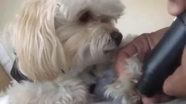 Pet nail grinder смотреть онлайн