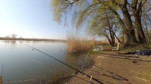 Ловля карпа на фидер в апреле. Первая рыбалка 2019