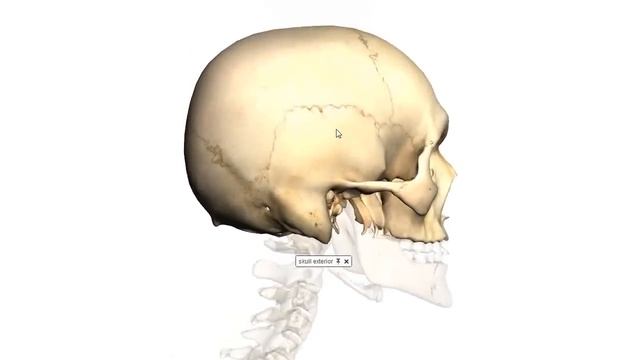 Skull Tutorial (3) - Sutures of the skull - Anatomy Tutorial смотреть онлайн