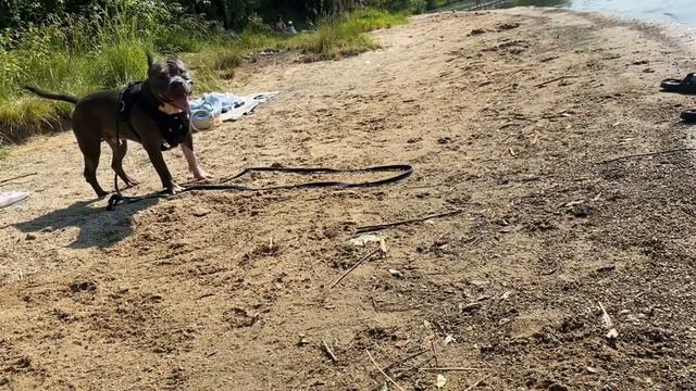 Собака боится воды. Амстафф. Наша неудача смотреть онлайн