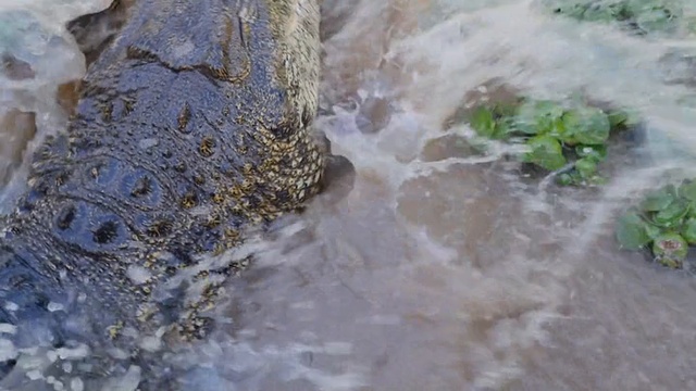 Crocodile.in.my.kitchen.2018