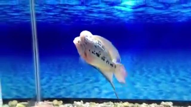 5" VIETNAM KING KAMFA FLOWERHORN MALE смотреть онлайн