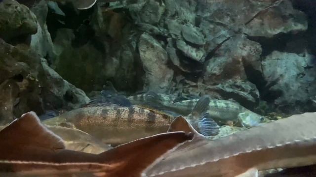 Vlog: Санкт-Перетбург | Самое волшебное путешествие смотреть онлайн