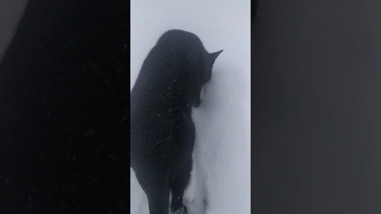 ВЕО черная Восточно Европейская Овчарка 30 смотреть онлайн